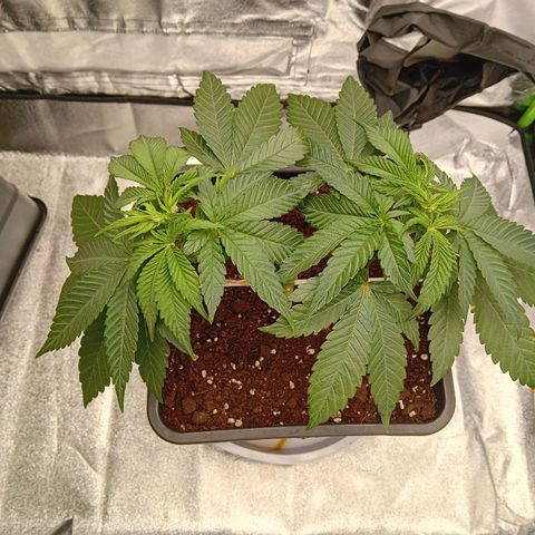 Ginevra  growlog timeline photo