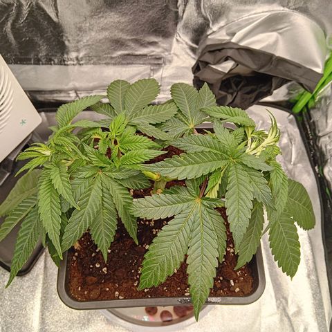 Ginevra  growlog timeline photo