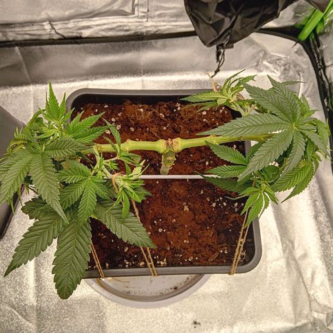 Ginevra  growlog timeline photo