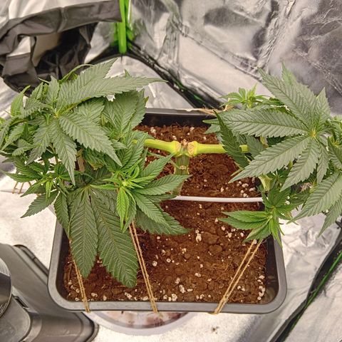 Ginevra  growlog timeline photo