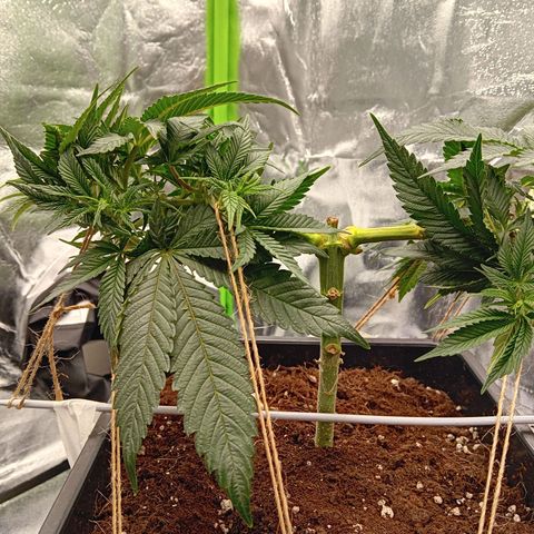 Ginevra  growlog timeline photo