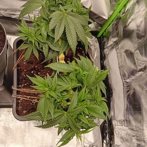 Ginevra  growlog timeline photo
