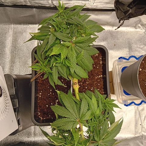 Ginevra  growlog timeline photo