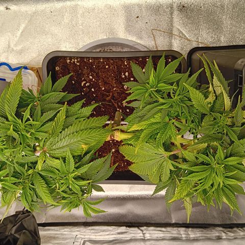 Ginevra  growlog timeline photo