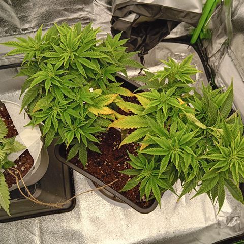 Ginevra  growlog timeline photo