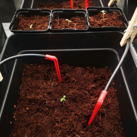 Skunk Sensi seed féminisé  #1 growlog photo: Passage en box
25% led
