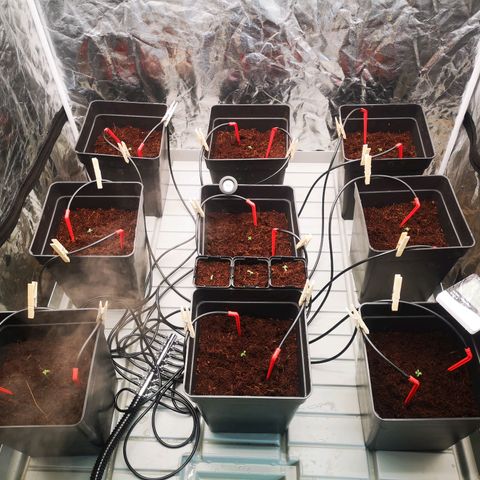 Skunk Sensi seed féminisé  #1 growlog photo: Passage en box
25% led
