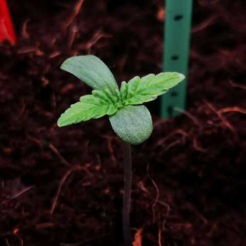 Skunk Sensi seed féminisé  #1 growlog photo: Milieu 1ere ligne de front 💪
