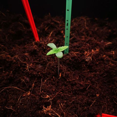 Skunk Sensi seed féminisé  #1 growlog photo: Milieu 1ere ligne de front 💪