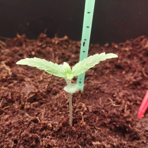 Skunk Sensi seed féminisé  #1 growlog photo: 2cm /jrs