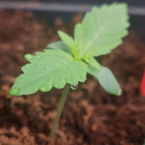 Skunk Sensi seed féminisé  #1 growlog photo: Excès d'humidité due au brumi, mais dans l'ensemble ok