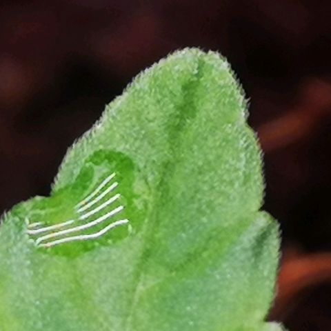 Skunk Sensi seed féminisé  #1 growlog photo: Excès d'humidité due au brumi, mais dans l'ensemble ok