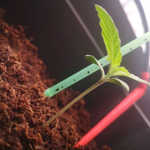 Skunk Sensi seed féminisé  #1 growlog photo: Excès d'humidité due au brumi, mais dans l'ensemble ok