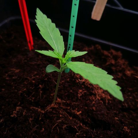 Skunk Sensi seed féminisé  #1 growlog timeline photo