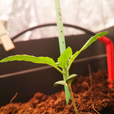 Skunk Sensi seed féminisé  #1 growlog timeline photo