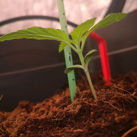 Skunk Sensi seed féminisé  #1 growlog photo: Ras