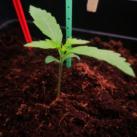 Skunk Sensi seed féminisé  #1 growlog photo: Ras