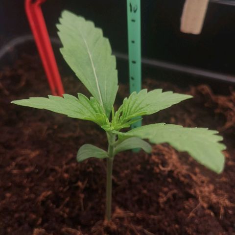 Skunk Sensi seed féminisé  #1 growlog timeline photo