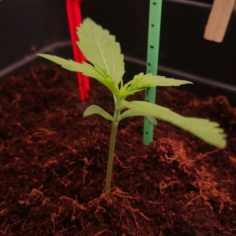 Skunk Sensi seed féminisé  #1 growlog timeline photo