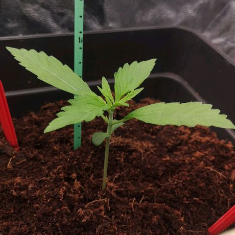 Skunk Sensi seed féminisé  #1 growlog photo: Départ 3 jrs vacances
Ph 5.8
Ec 14
24.3°c et 55%