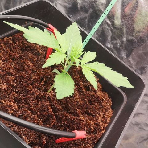 Skunk Sensi seed féminisé  #1 growlog photo: Retour de week-end,
Ph 6.0 et Ec 14
Redescendu à 5.8
Remarque carences ( petites taches sur les feuilles) 