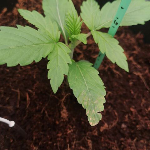 Skunk Sensi seed féminisé  #1 growlog photo: Retour de week-end,
Ph 6.0 et Ec 14
Redescendu à 5.8
Remarque carences ( petites taches sur les feuilles) 