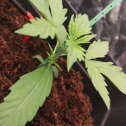 Skunk Sensi seed féminisé  #1 growlog photo: Changement solution
250ml seaweed (pour 50l au lieu de 30l)
Ec 16
Ph5.8
