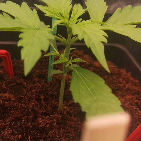 Skunk Sensi seed féminisé  #1 growlog photo: Passage en 75% led

Temp 21.4 °c
Hygro 65%

3eme étage qui se commence à se développer 