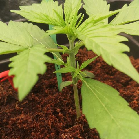 Skunk Sensi seed féminisé  #1 growlog photo: Double d'arrosage
15min on 30 min off sur 18h