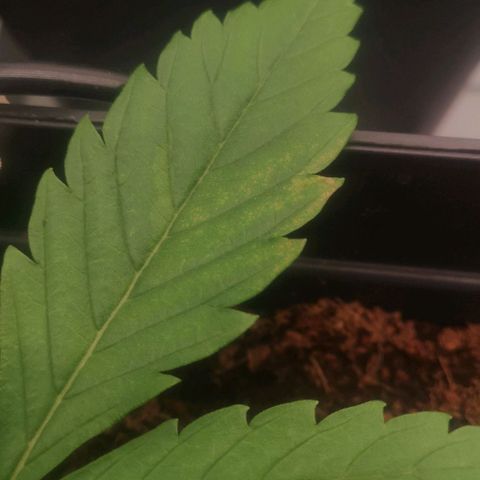 Skunk Sensi seed féminisé  #1 growlog photo: Carences sur plusieurs pieds
Petit points marrons 