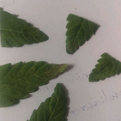 Skunk Sensi seed féminisé  #1 growlog photo: Carences sur plusieurs pieds
Petit points marrons 