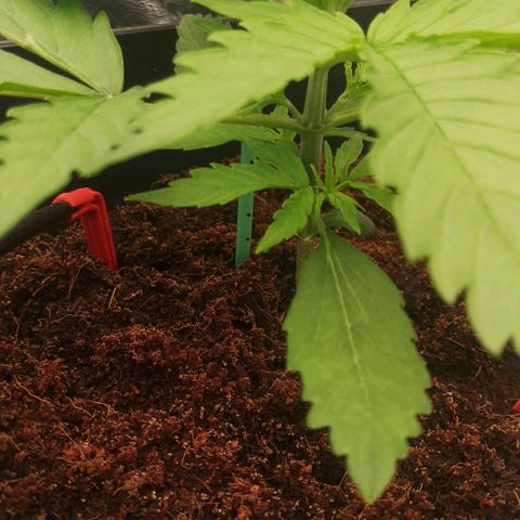 Skunk Sensi seed féminisé  #1 growlog timeline photo