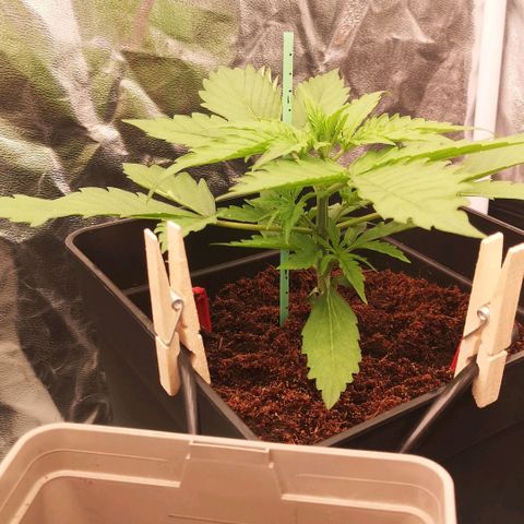Skunk Sensi seed féminisé  #1 growlog timeline photo