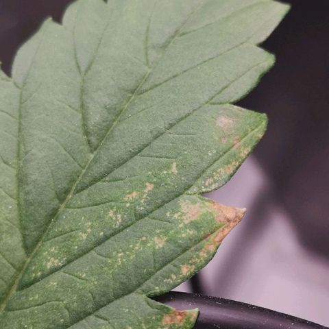 Skunk Sensi seed féminisé  #1 growlog timeline photo