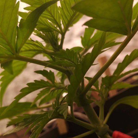 Skunk Sensi seed féminisé  #1 growlog timeline photo