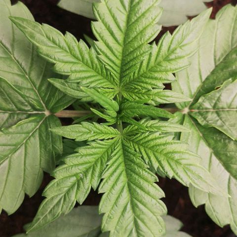 Skunk Sensi seed féminisé  #1 growlog timeline photo