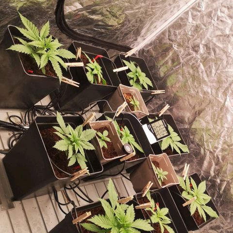 Skunk Sensi seed féminisé  #1 growlog timeline photo