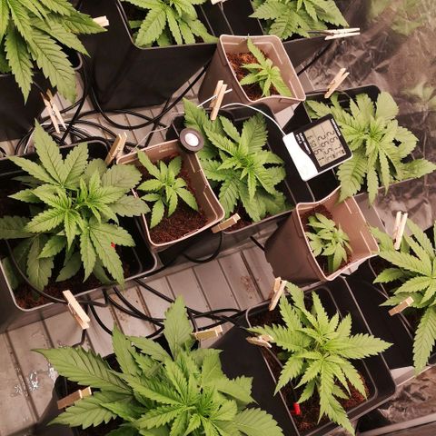 Skunk Sensi seed féminisé  #1 growlog timeline photo
