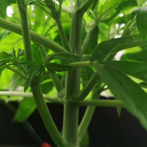 Skunk Sensi seed féminisé  #1 growlog timeline photo