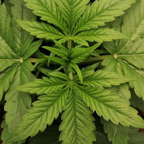 Skunk Sensi seed féminisé  #1 growlog timeline photo