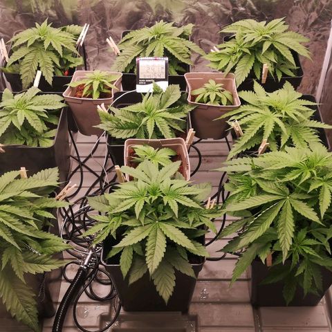 Skunk Sensi seed féminisé  #1 growlog photo: Rajout 10L d'eau