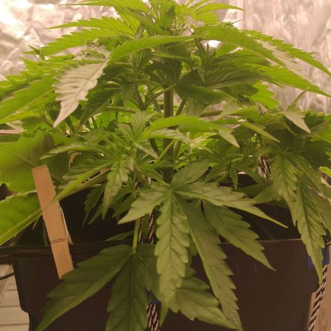 Skunk Sensi seed féminisé  #1 growlog photo: Rajout 10L d'eau