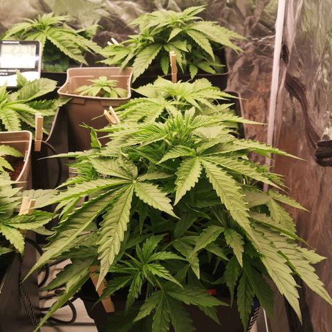 Skunk Sensi seed féminisé  #1 growlog photo: Rajout 10L d'eau