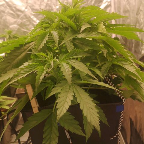 Skunk Sensi seed féminisé  #1 growlog timeline photo