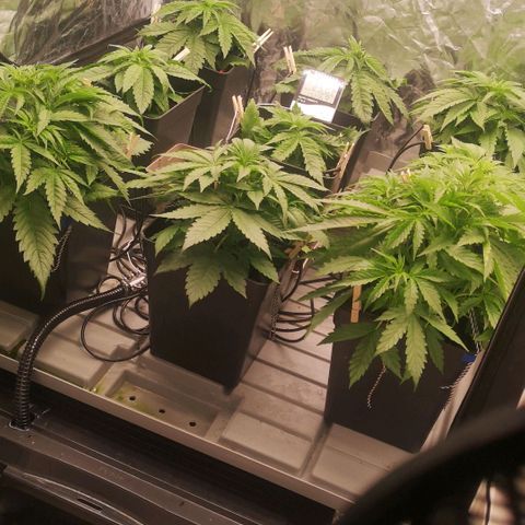 Skunk Sensi seed féminisé  #1 growlog timeline photo