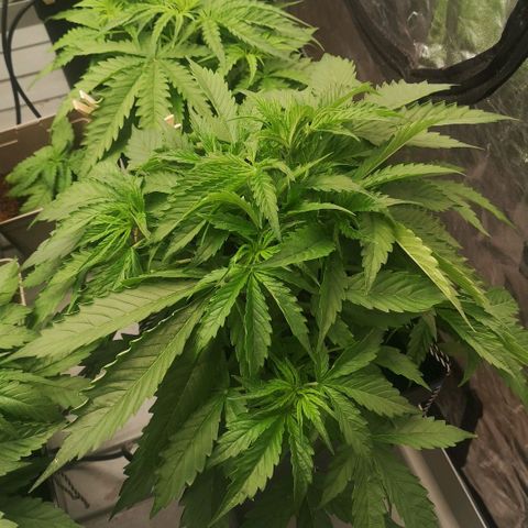 Skunk Sensi seed féminisé  #1 growlog timeline photo