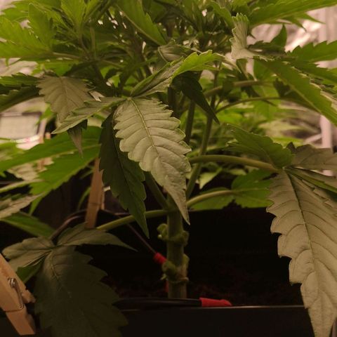 Skunk Sensi seed féminisé  #1 growlog photo: Bouture pied n°1
X10 sur les 2 étages du bas. 