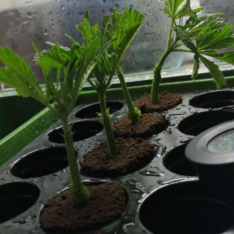 Skunk Sensi seed féminisé  #1 growlog photo: Bouture pied n°1
X10 sur les 2 étages du bas. 