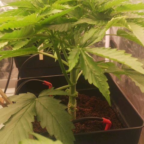 Skunk Sensi seed féminisé  #1 growlog photo: 13 cm le plus petit
27 le plus grand 🤔