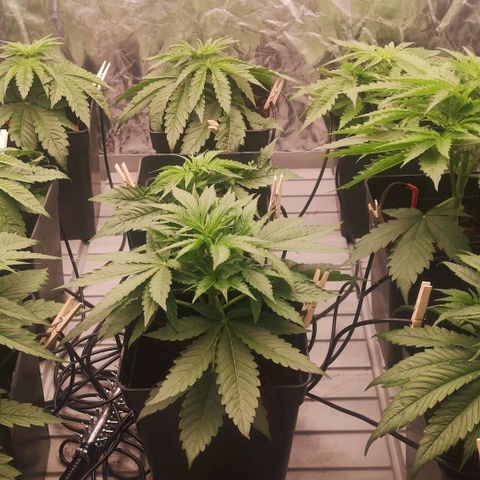 Skunk Sensi seed féminisé  #1 growlog photo: 13 cm le plus petit
27 le plus grand 🤔